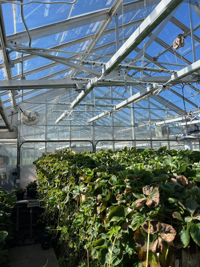 Greenhouse strawberry trial under supplemental LED lighting