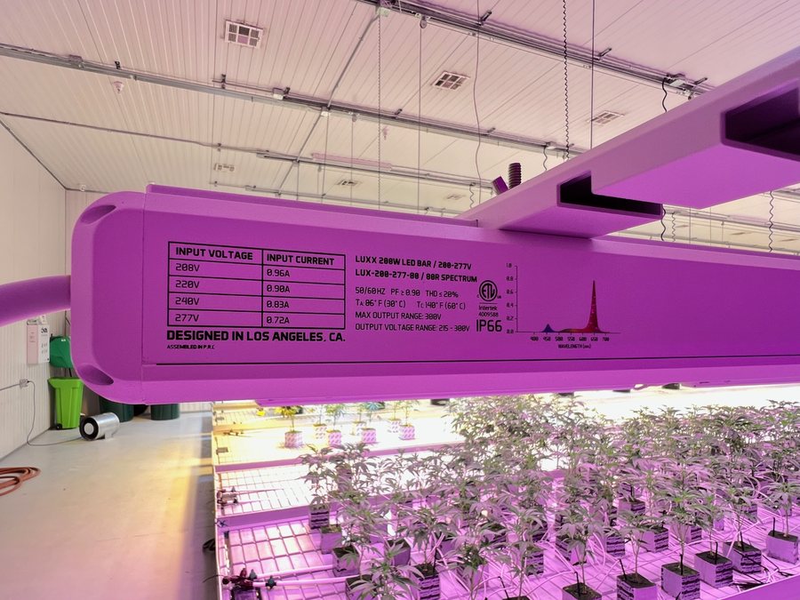 Luxx 200W LED grow bar (80R spectrum) over a controlled grow
